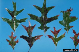 Browning of edges of leaves caused by bacterial leaf scorch.