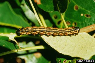 Orangestriped oakworm in mid to late summer.