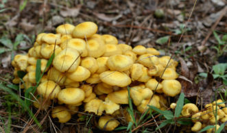 Armillaria root rot mushrooms near infected oak tree