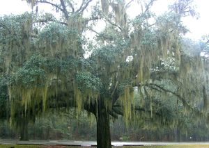 Heavy growth of Spanish moss weighting live oak limbs in rain